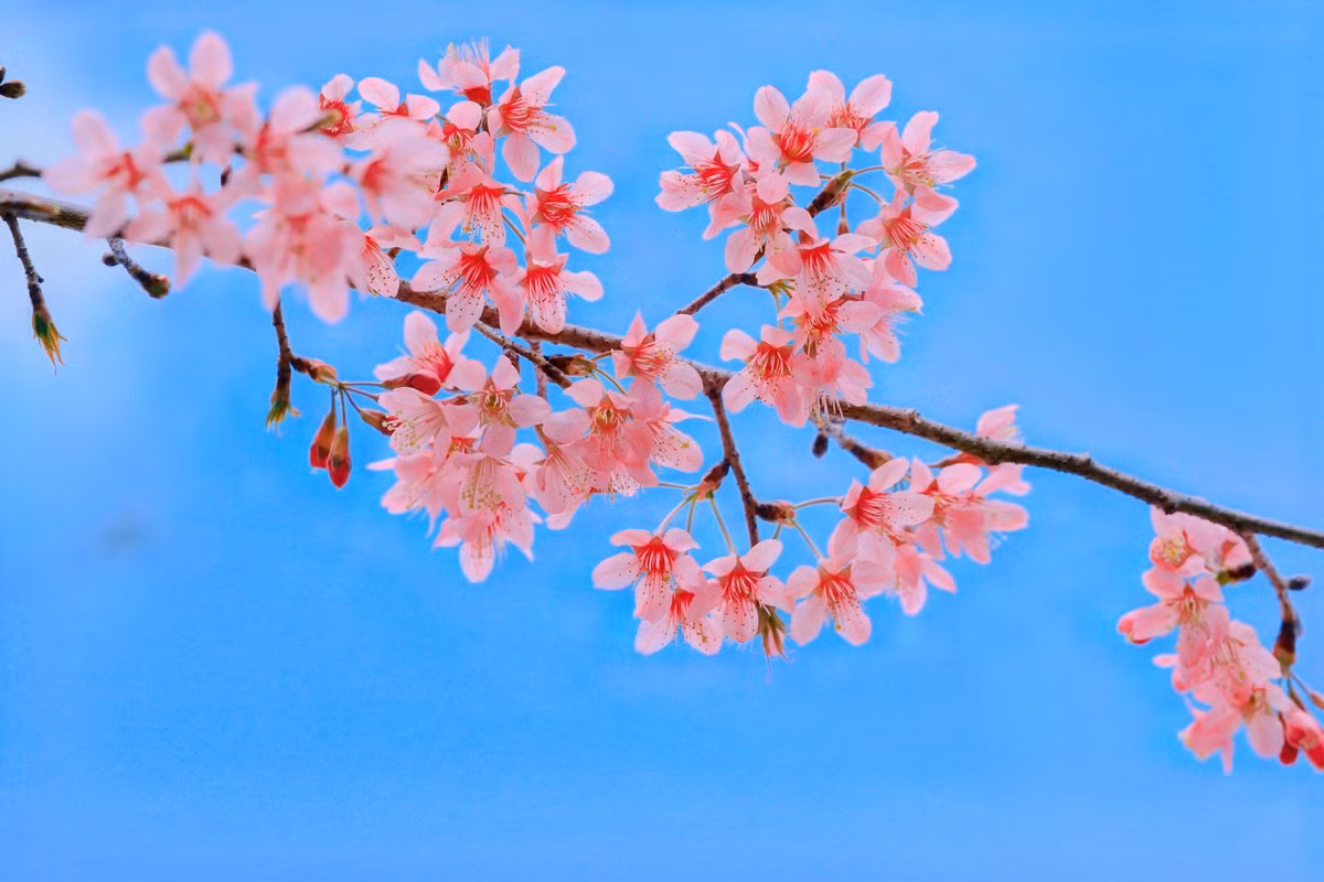 Mộc Châu mùa hoa mai anh đào không chỉ là điểm đến ngắm hoa, mà còn là hành trình trải nghiệm thiên nhiên, văn hóa và cảm nhận nhịp sống bình yên nơi cao nguyên. Ảnh Lê Huy Hoàng