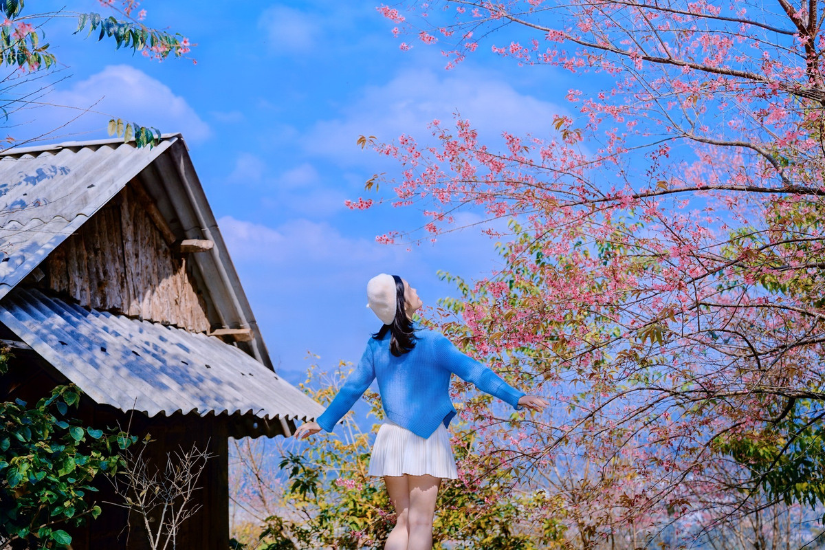 Mộc Châu những ngày gần đây khoác lên mình tấm áo hồng phớt nhẹ nhàng của hoa mai anh đào, hòa cùng sắc trắng của hoa mơ, hoa mận, tạo nên bức tranh thiên nhiên lãng mạn, khiến bất kỳ ai đặt chân đến cũng phải ngẩn ngơ. Ảnh Lê Huy Hoàng