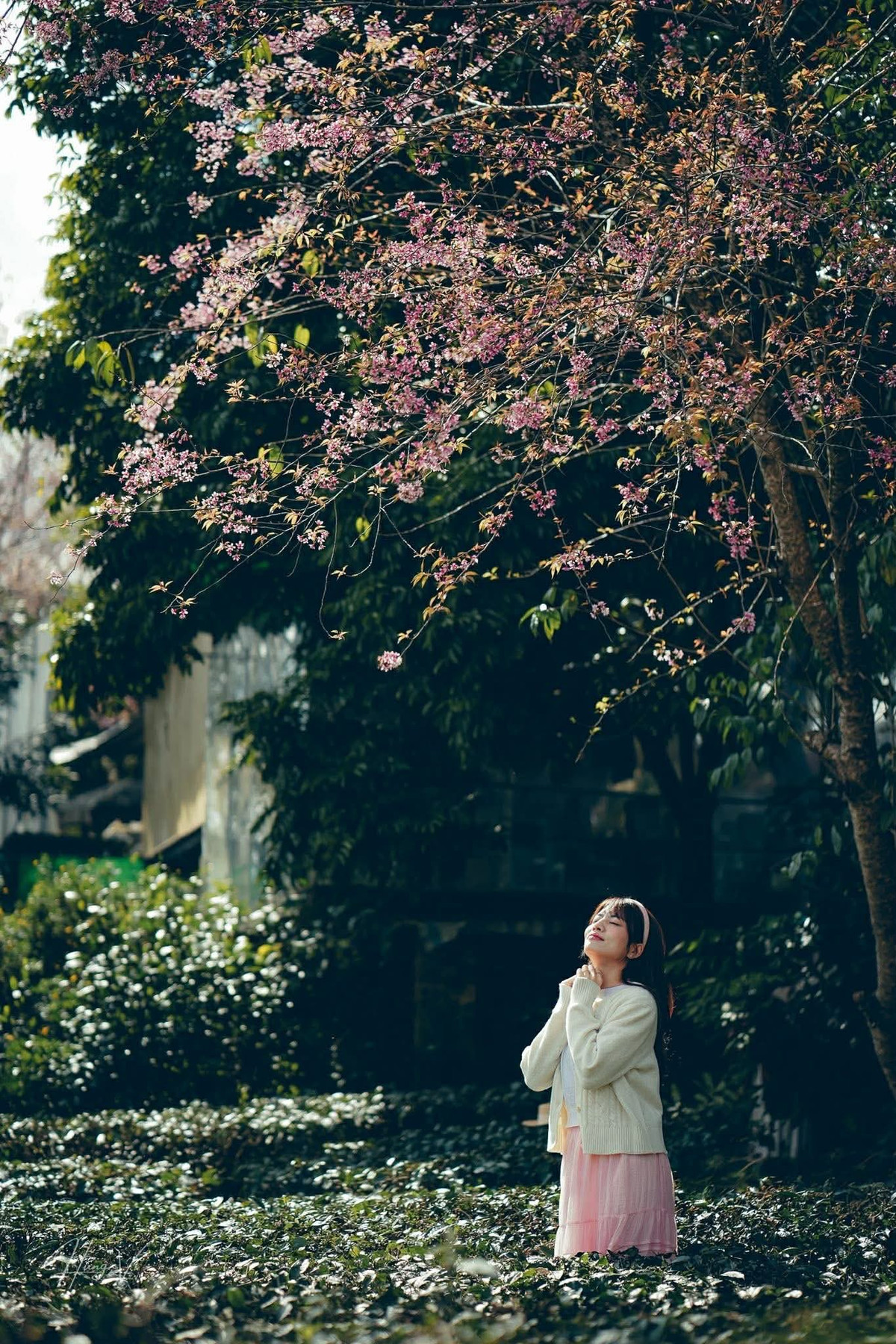 Các nhiếp ảnh gia thường lựa chọn thời điểm sáng sớm (7–8h) hoặc chiều muộn (16–17h) để chụp ảnh, khi ánh sáng tự nhiên chiếu qua từng cánh hoa, tạo nên những khung hình đẹp như tranh.