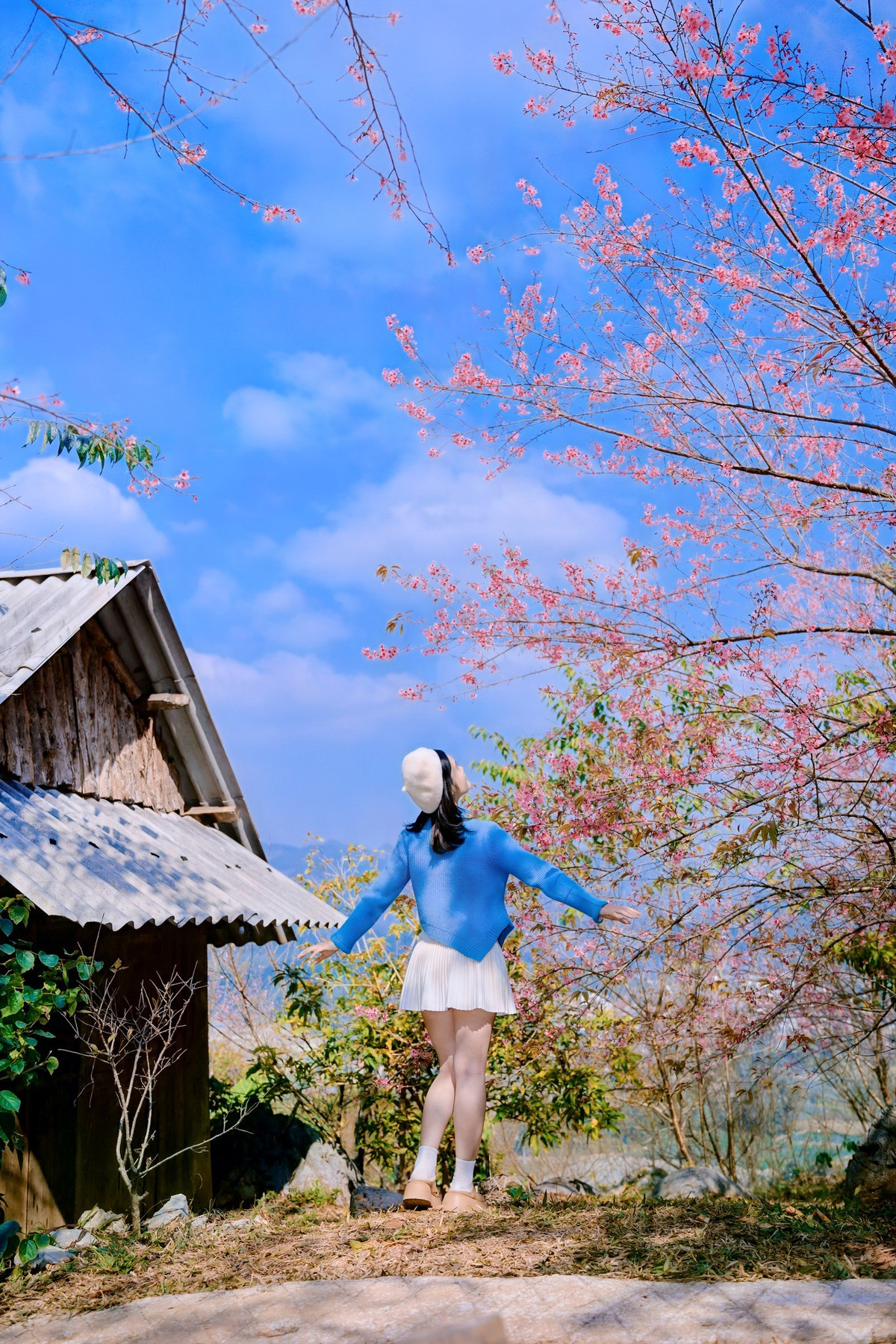 Dọc quốc lộ 6, du khách đã có thể bắt gặp sắc hồng tinh khôi của mai anh đào, làm sống dậy cảm giác háo hức khi xuân sắp về. Ảnh Lê Huy Hoàng