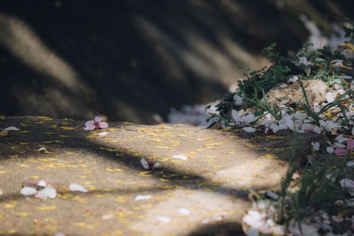 Nhờ khả năng thích nghi tốt với điều kiện khí hậu vùng cao nguyên, muồng hoa đào ngày càng được trồng nhiều tại các tuyến đường và khu dân cư ở Lâm Đồng.