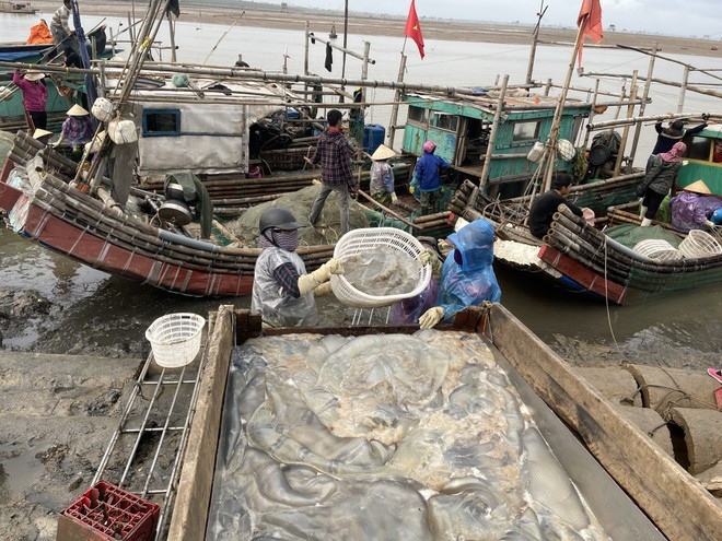 Theo ngư dân địa phương, mỗi chuyến ra khơi thường có 2–3 người và kéo dài đến khoảng 9 giờ sáng. Nếu thời tiết thuận lợi, buổi chiều họ tiếp tục ra biển để vớt thêm. Dù giá trị kinh tế không cao bằng một số loài cá, sứa lại dễ khai thác, ít rủi ro vì chỉ cần đánh bắt gần bờ vẫn có thể thu được sản lượng khá. Ảnh Báo Thanh Hóa