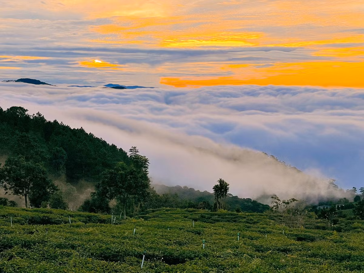 Khi mặt trời nhô lên, ánh sáng dần nhuộm biển mây chuyển từ trắng sang hồng, cam và vàng rực rỡ. Từ đỉnh đồi, du khách có thể phóng tầm mắt toàn cảnh, ghi lại những khoảnh khắc màu sắc kỳ diệu, tạo nên những bức ảnh vừa sống động vừa nghệ thuật.