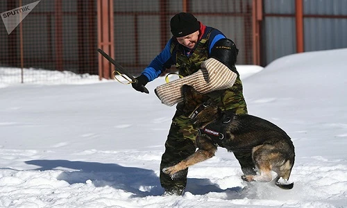 Những bí mật thú vị về "trợ lý bốn chân" của Cảnh sát Nga