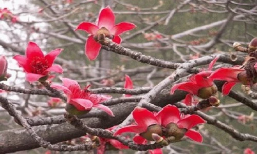 Công dụng quý của hoa gạo với sắc đẹp phụ nữ