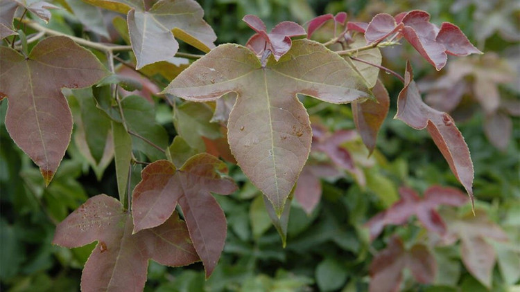 The purple variety is preferred because it tastes bitter, has a neutral nature, clears heat and detoxifies, can treat enteritis, epigastric pain, hemoptysis, nosebleeds, and itching... Photo: Lang Son. 3.jpg
