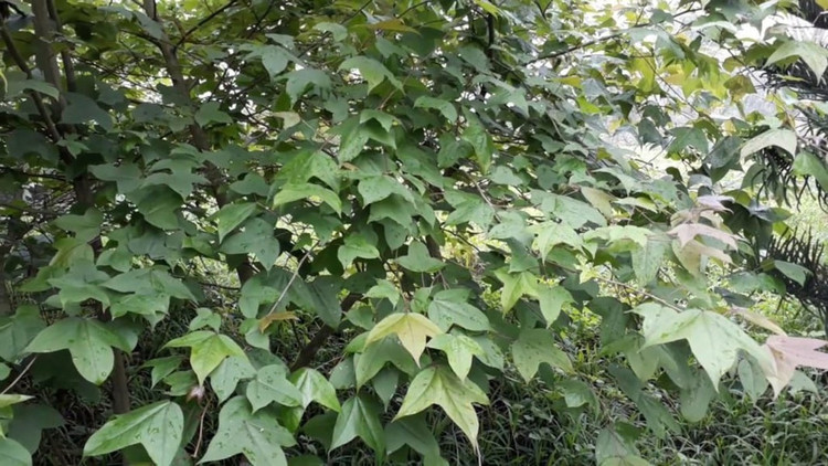 There are two types of Sau Sau in Lang Son, including purple leaf and green leaf. Photo: Lang Son 2.jpg