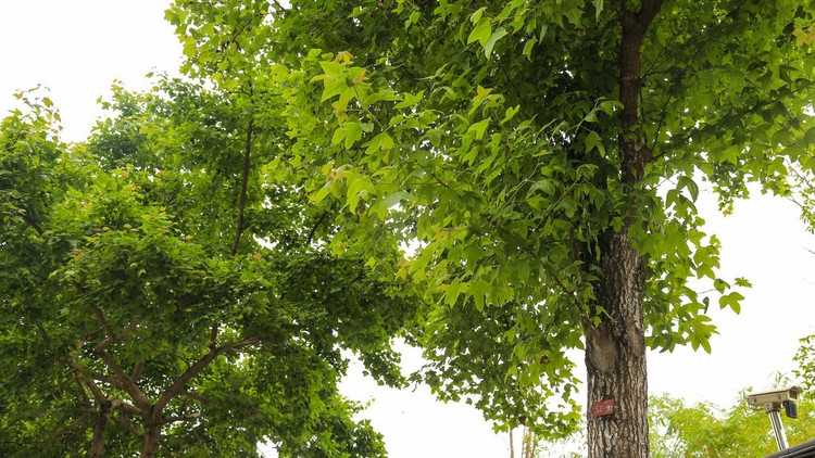 Because it is a tall tree, when people want to pick young sau sau shoots to enjoy, they have to struggle to cut branches or climb the tree, which is quite dangerous. Photo: Dan Viet 1.jpg