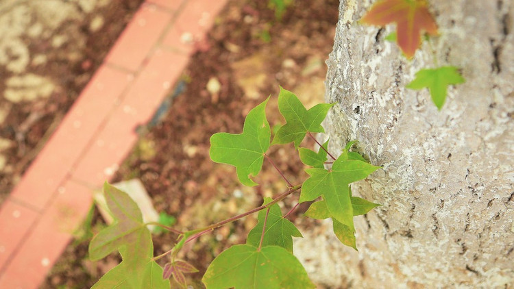 In Hanoi, this tree species is widely planted in the Diplomatic Corps urban area, West West Lake, the Korean Embassy area and the regulating lake of the Exchange City urban area. Photo: Dan Viet 9.jpg