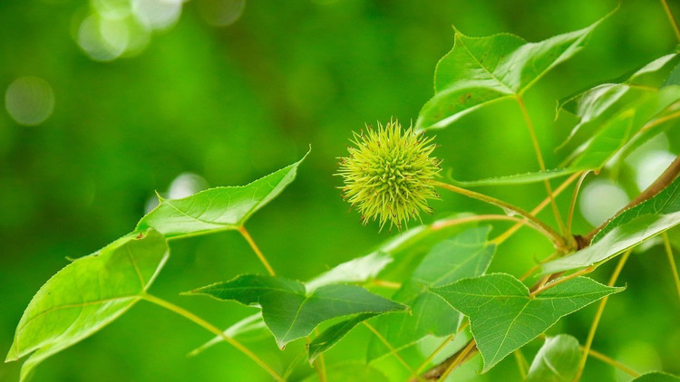 The Sau Sau fruit has many soft thorns and is quite eye-catching. Photo: Dan Viet. 10.jpg