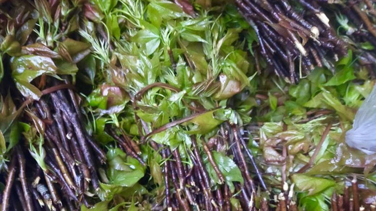 Young sau sau shoots when picked from the forest are often bundled by people. Photo: ANTĐ. 6.jpg