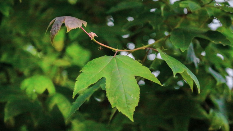 Usually, the shoots after sprouting 2 to 3 leaves will be picked by people, so they are very green and naturally clean. Photo: Dan Viet 5.jpg