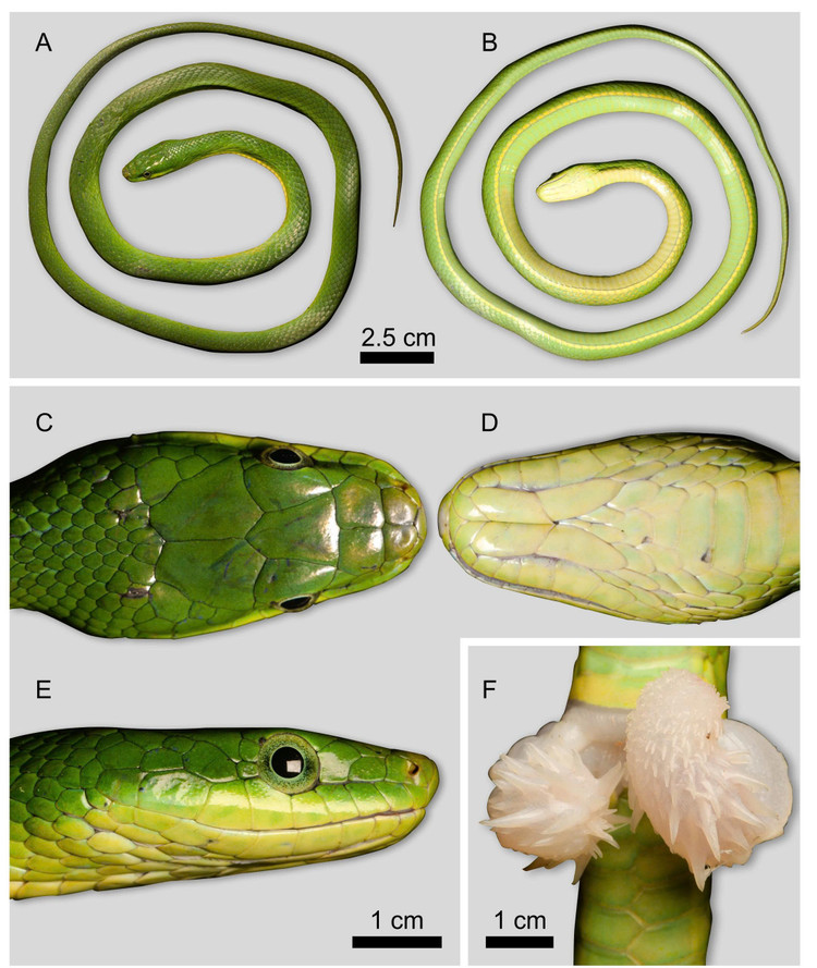Tên khoa học Gonyosoma iadinum xuất phát từ tiếng Hy Lạp cổ “iadinos”, nghĩa là “ngọc bích” gợi hình ảnh đôi mắt xanh ngà quý hiếm của loài rắn này. thanh-xa-truong-son-2jpg.jpg