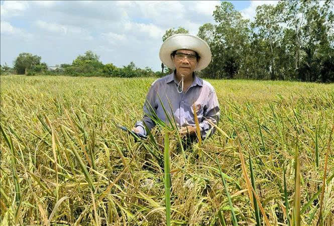 TS Trần Tấn Phương là một trong 3 nhà khoa học đã lai tạo ra giống lúa ST25. Ảnh: Trung Hiếu - TTXVN tien-si-tran-tan-phuong.jpg