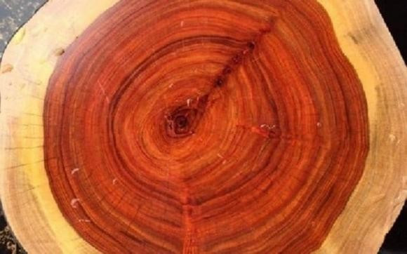 Loại gỗ này có thớ mịn, vân gỗ đẹp Loại gỗ này có thớ mịn, vân gỗ đẹp