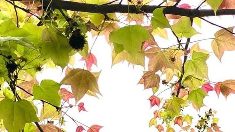 Young sau sau leaves often grow in abundance around January, when the weather gradually turns from cold to warm and there is a little drizzle in early spring. Photo: ANTĐ. 4.jpg