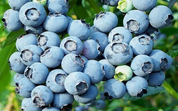 Những quả việt quất căng mọng trong ngày thu hoạch.