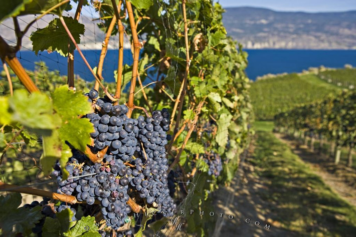 Thung lũng Napa nằm ở phía Bắc tiểu bang California, cách thủ phủ Sacramento về phía Bắc 68 dặm và cách San Francisco 60 dặm.