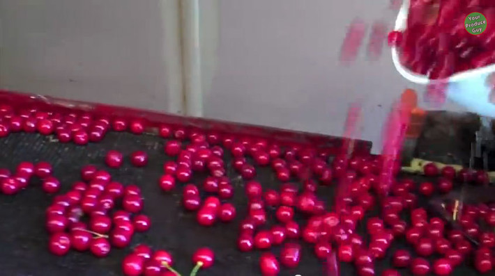 Tại nhà máy, những lo quả cherry bắt đầu được rửa sạch và đưa vào dây chuyền sản xuất.
