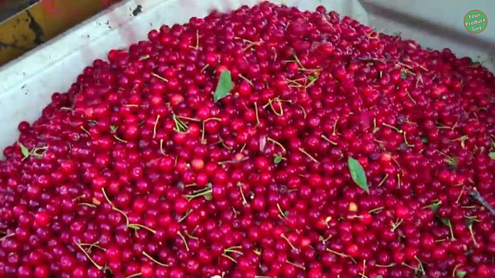 Những thùng cherry căng mọng vừa được thu hoạch chờ được vận chuyển về nhà máy chế biến.