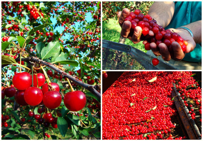 Cherry là loại trái cây giàu sắt, vitamin A, chất xơ cao, chất béo, không cholesterol, tốt cho hệ miễn dịch, hệ tiêu hóa và làm đẹp da. Chúng còn rất tốt cho người bị tiểu đường.