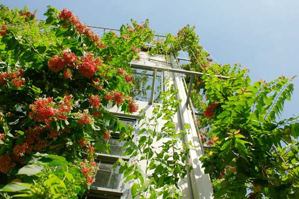 Bên ngoài công ty dệt may được bao phủ bởi giàn dây leo xanh mát, tạo cảm giác thân thiện với thiên nhiên.