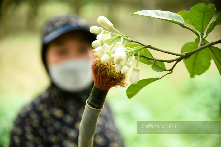 Những người làm tại vườn chia sẻ, bình thường, bưởi tự thụ phấn chỉ đậu quả khoảng hơn 30%. Nếu mình chủ động làm cho cây thì tỷ lệ lên tới hơn 90%.