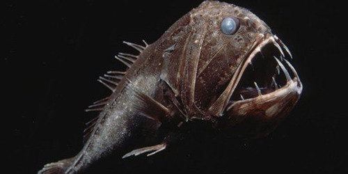 Cá rồng (Dragonfish) là loài cá dữ dằn, có những chiếc răng sắc và lớn hơn rất nhiều so với cơ thể. Với hình thù kỳ dị, cơ thể chỉ dài khoảng 15 cm, cá rồng trở thành loài săn mồi kinh khủng dưới đáy đại dương.
