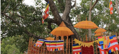 Trong khoảng năm 300 trước Công nguyên, một nữ tăng ni Phật giáo đã lấy một nhánh cây Bồ đề được chiết từ cây gốc mà Đức Phật đã ngồi thiền định và giác ngộ rồi mang tới Sri Lanka (trong ảnh) trồng.