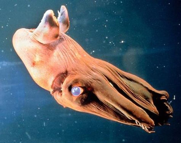 Mực ma cà rồng (tên khoa học là Vampyroteuthis infernalis) nổi bật với đôi mắt to phồng. Tùy vào điều kiện ánh sáng mà mắt của loài vật này thay đổi thành màu đỏ hoặc xanh.