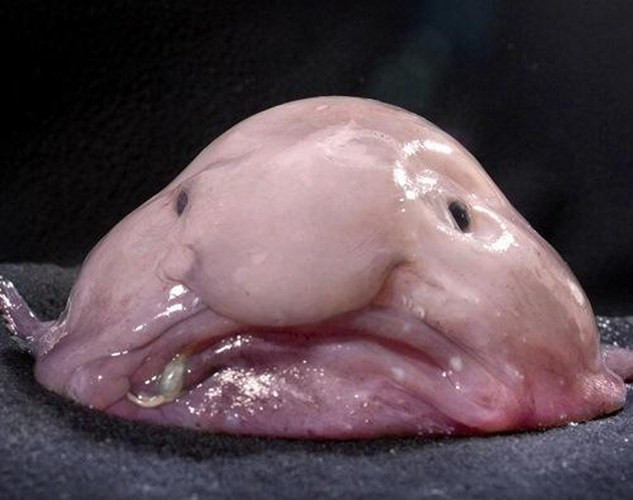 Cá Blobfish có thân hình khá giống "thạch". Loài vật này sống ở độ sâu 800m ở dưới đáy biển và có thể phát triển chiều dài cơ thể lên đến 12m.