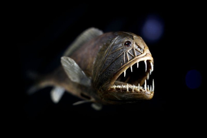 Cá răng nanh (Fangtooth) có hình dáng khá giống quỷ với những chiếc răng năng nhỏ dài đến 16 cm. Nó có thân hình ngắn, đầu to, miệng rộng, đầu nhiều lỗ rỗng. Thị giác của cá răng nanh khá yếu nhưng có khả năng cảm nhận được dao động của làn nước xung quanh.