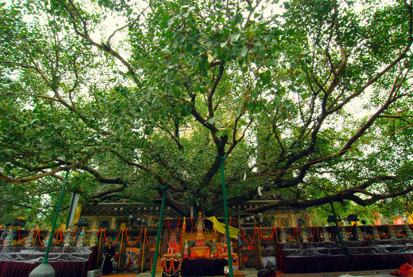 Cho đến nay, cây Bồ đề này vẫn còn tồn tại ở Anaradapura, Sri Lanka, được đánh giá là cây Bồ đề nổi tiếng nhất và lâu đời nhất. Người ta cũng lấy nhiều nhánh cây Bồ đề được chiết từ cây gốc trồng ở nhiều nơi khác trên thế giới. Một số ngôi chùa cũng vì thế mà có cây Bồ đề có nguồn gốc từ điển tích về Đức Phật.