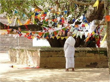 Trước khi Phật giáo xuất hiện, cây Bồ đề được coi là một loài cây thiêng liêng và người dân lưu truyền rất nhiều truyền thuyết về nó. Loài cây này tượng trưng cho học vấn, khả năng sinh sản, giác ngộ, và bảo vệ.