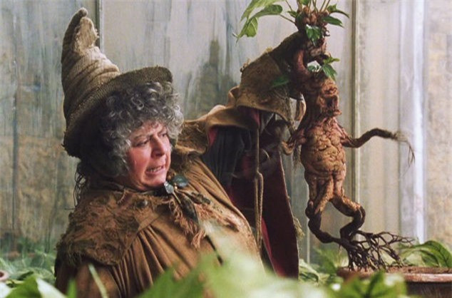 5. Mandrake: Đây là trường hợp hiếm hoi về một truyền thuyết không phải kể về một sinh vật mà là một cái cây. Cây Mandrake được tìm thấy ở vùng Địa Trung Hải. Chúng có bộ rễ giống hệt như mặt người. Tương truyền khi cây được đào lên, tiếng hét của nó có thể giết bất cứ ai nghe thấy. Những người hâm mộ Harry Potter chắc chắn sẽ nhớ đến sự xuất hiện của cây Mandrake.