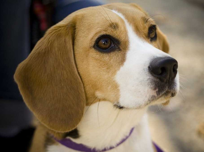 5. Giống chó Beagles. Nhờ có trí thông minh, Beagles được sử dụng vào việc thực thi pháp luật tại các sân bay để phát hiện hành lý chứa những chất trái phép.