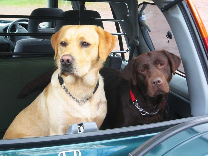 2. Labrador là giống chó phổ biến nhất ở Úc, Canada, New Zealand, Anh, cũng như ở Mỹ. Loài này rất tận tâm và biết nghe lời. Labrador cũng rất thân thiện với trẻ em và các động vật khác. Giống này thường được dùng làm chó cảnh sát để phát hiện ma tuý, dắt người mù, chó phục vụ cho những người tàn tật, tìm kiếm và cứu nạn, thậm chí là kéo xe.