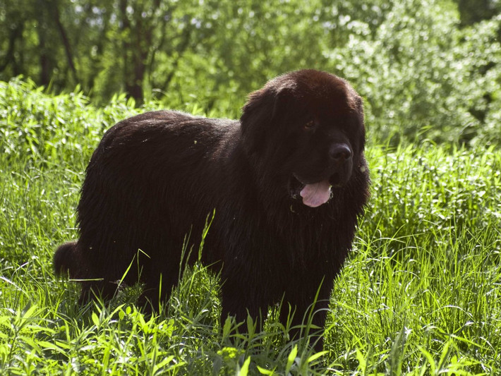 10. Chó Newfoundland. Được biết đến như "người giữ trẻ của tự nhiên", chó Newfoundland có tính cách rất ngọt ngào. Giống chó to lớn này rất trung thành, dễ huấn luyện, và có cả huyền thoại về sự ngoan ngoãn của chúng. Chó Newfoundland cũng là những tay bơi cừ khôi, và loài này được đào tạo để cứu người đuối nước.