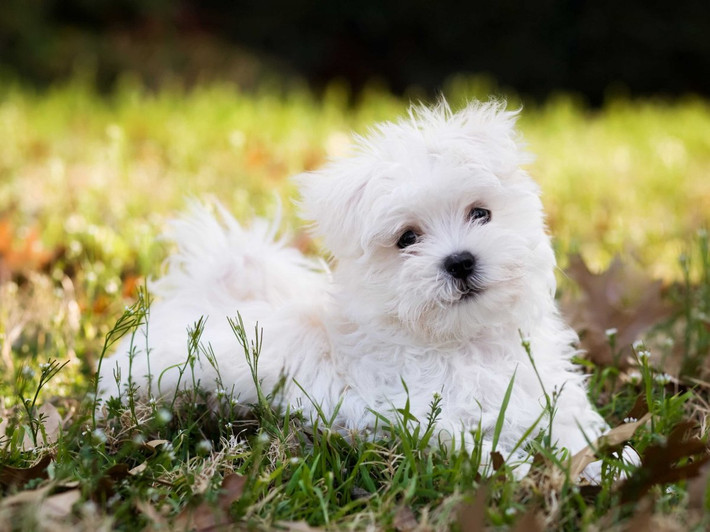 9. Chó Maltese. Đây là một trong những giống chó cưng được nuôi lâu đời nhất. Giống chó này có bộ lông mượt đáng yêu và khá thân thiện. Do có kích thước nhỏ nhắn, những con chó này rất thích hợp để nuôi ở các căn hộ nhỏ xinh.