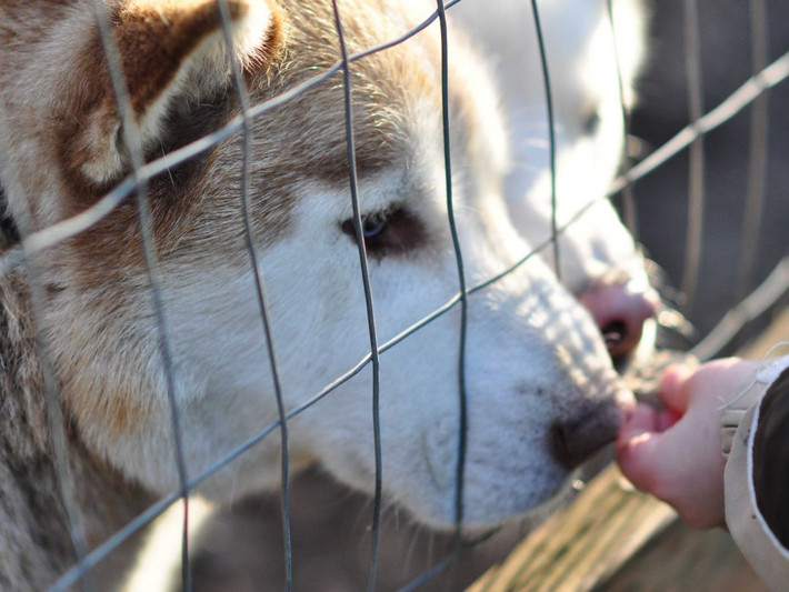 7. Chó Huskies. Đây là loài động vật tuyệt đẹp, với bộ lông dày và đôi mắt sắc. Huskies là những con chó tốt bụng, đặc biệt rất tình cảm với trẻ em.