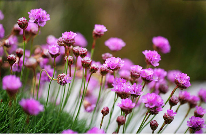 Armeria maritima là một loài cỏ xanh cũng thường được trồng trên nóc nhà. Trong tự nhiên, chúng phát triển trên những vách đá biển nên chúng rất dễ thích nghi với điều kiện sân thượng, đặc biệt là những căn nhà gần biển. Không giống như các loài cỏ khác. Loài cây này cho những bông hoa màu hồng hoặc màu tím trong mùa hè.