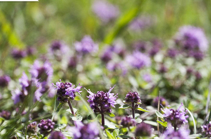 Origanum vulgare oregano là một loại rau thơm phổ biến giống như húng tây. Loài này có nguồn gốc từ những ngọn đồi đá của lưu vực Địa Trung Hải và nó có thể mang lại hương thơm đặc biệt cho mái nhà nếu bạn chọn trồng loài này. Những loại cây trên cũng có thể áp dụng trồng ở các ban công của các căn hộ chung cư, công trình nhà ở để tăng thêm độ xanh mát, thân thiện với môi trường.
