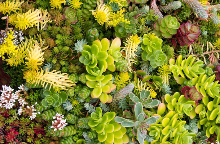 Loài xương rồng Sedum spp, còn được gọi là stonecrop với tán lá mọng nước mịn, bóng. Loài cây này thường mọc bên các vách đá và là loài cây đầu tiên được sử dụng trong ngành công nghiệp phủ xanh mái nhà bằng vườn cây.
