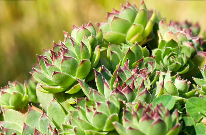 Sempervivum spp là một loài cây thường được trồng trên các mái nhà truyền thống ở Bắc Âu.