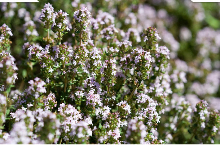 Thymus vulgaris là một loại rau thơm thường được trồng trên mái nhà vừa có thể làm mát cho ngôi nhà của bạn, vừa là một loại rau ăn cho gia đình.
