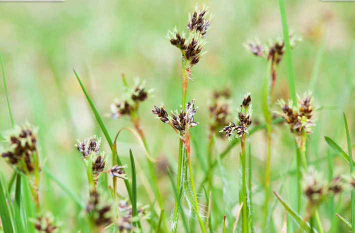 Carex nigra là một loài cỏ thường được sử dụng trồng trên mái nhà bởi vì gốc rễ của nó đòi hỏi đất ít hơn hầu hết các loại cỏ khác.