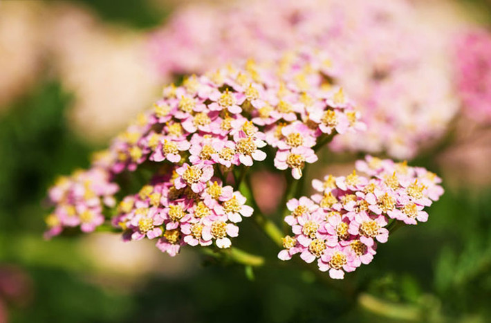 Achillea millefolium thường được gọi là cỏ thi; một loài hoa dại, không giống như cúc tây, nó lây lan trên bề mặt mái nhà giống như một lớp đất phủ.