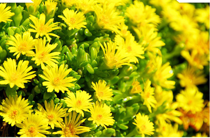 Delosperma spp.are là loài xương rồng giống như hoa cúc, chúng nở suốt mùa phát triển. Loài này có giống màu trắng, màu vàng, màu đỏ và màu tím và hầu hết chúng thay đổi màu sắc khi những bông hoa tàn dần, tạo ra một hiệu ứng đơn sắc.