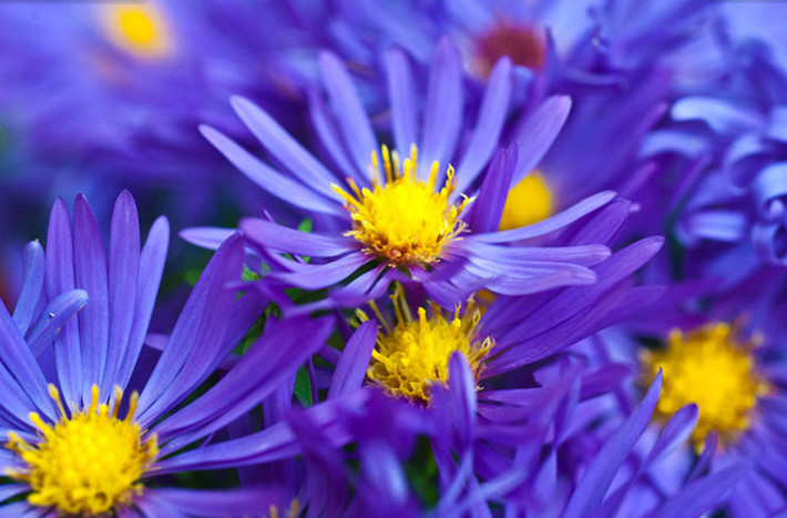 Aster alpinus là một cúc từ các vùng núi cao, nó có thể chịu được thời tiết khắc nghiệt và tầng đất mỏng trên mái nhà. Những bông cúc màu tím rực rỡ này khi nở rộ sẽ trở thành trung tâm thu hút những con bướm xinh.