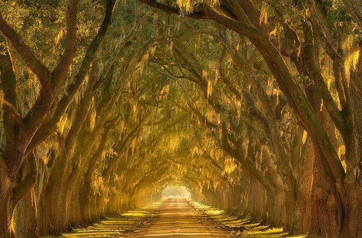 Con đường Oak Alley chạy dọc bờ sông Mississippi, bên ngoài New Orleans, Louisiana được tạo thành từ 2 hàng cây sồi trồng từ thế kỷ 18.